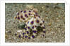 Blue-Ringed Octopus by Anonymous