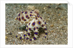 Blue-Ringed Octopus by Anonymous