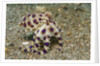 Blue-Ringed Octopus by Anonymous