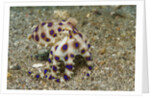Blue-Ringed Octopus by Anonymous