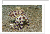 Blue-Ringed Octopus by Anonymous