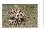 Blue-Ringed Octopus by Anonymous