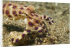 Blue-Ringed Octopus by Anonymous