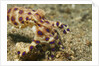 Blue-Ringed Octopus by Anonymous