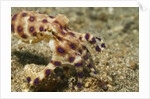 Blue-Ringed Octopus by Anonymous