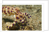 Blue-Ringed Octopus by Anonymous