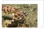 Blue-Ringed Octopus by Anonymous