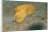 Broadclub Cuttlefish by Anonymous
