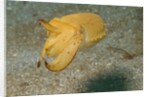 Broadclub Cuttlefish by Anonymous