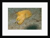 Broadclub Cuttlefish by Anonymous