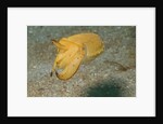 Broadclub Cuttlefish by Anonymous