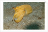 Broadclub Cuttlefish by Anonymous
