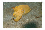 Broadclub Cuttlefish by Anonymous