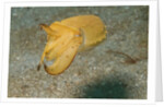 Broadclub Cuttlefish by Anonymous