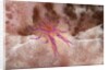 Hairy Squat Lobster by Anonymous