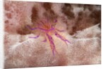 Hairy Squat Lobster by Anonymous