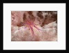Hairy Squat Lobster by Anonymous
