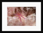 Hairy Squat Lobster by Anonymous