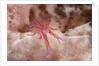 Hairy Squat Lobster by Anonymous