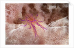 Hairy Squat Lobster by Anonymous