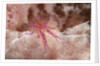 Hairy Squat Lobster by Anonymous