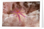 Hairy Squat Lobster by Anonymous
