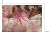 Hairy Squat Lobster by Anonymous