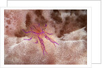Hairy Squat Lobster by Anonymous