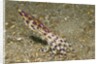 Blue-Ringed Octopus by Anonymous