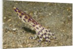 Blue-Ringed Octopus by Anonymous