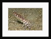 Blue-Ringed Octopus by Anonymous