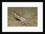 Blue-Ringed Octopus by Anonymous
