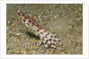 Blue-Ringed Octopus by Anonymous
