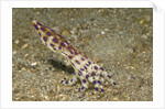 Blue-Ringed Octopus by Anonymous