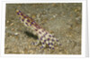 Blue-Ringed Octopus by Anonymous