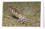 Blue-Ringed Octopus by Anonymous