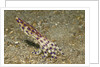 Blue-Ringed Octopus by Anonymous