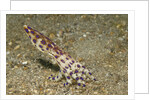 Blue-Ringed Octopus by Anonymous