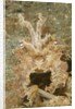 Broadclub Cuttlefish wtih raised tentacles by Anonymous