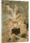 Broadclub Cuttlefish wtih raised tentacles by Anonymous