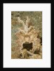 Broadclub Cuttlefish wtih raised tentacles by Anonymous