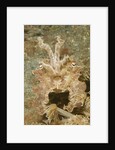 Broadclub Cuttlefish wtih raised tentacles by Anonymous