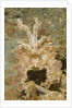 Broadclub Cuttlefish wtih raised tentacles by Anonymous