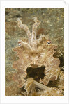 Broadclub Cuttlefish wtih raised tentacles by Anonymous
