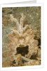 Broadclub Cuttlefish wtih raised tentacles by Anonymous