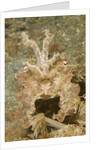 Broadclub Cuttlefish wtih raised tentacles by Anonymous