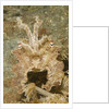 Broadclub Cuttlefish wtih raised tentacles by Anonymous