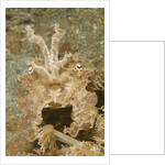 Broadclub Cuttlefish wtih raised tentacles by Anonymous