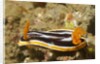 Magnificant Nudibranch by Anonymous