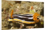 Magnificant Nudibranch by Anonymous